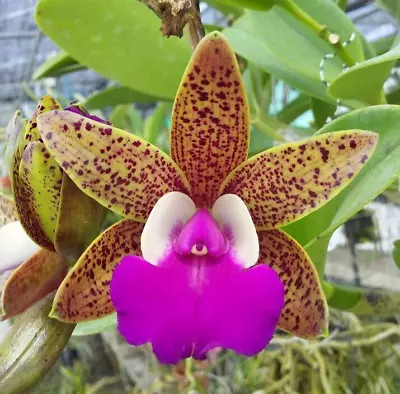 Orchid Cattleya Ratsima Spots Mericlone   CRA CRA 4 MY BAE BAE SALE  • $15