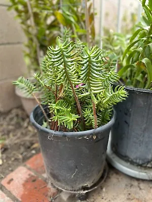 10x Cuttings Crassula Tetragona-Miniature Pine Tree Succulent Plants Cactus Gift • $9.97