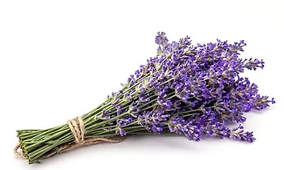 Lavender Plants - 'Hidcote' - 1 X Full Plant In A 1 Litre Pot • £16.95