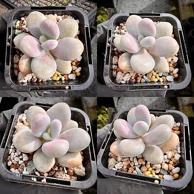 Graptopetalum Amethystinum - Lavender Pebbles | Rare | Succulents | Pink | Plant • $35