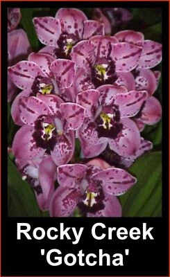 $25 • Buy OoN Cymbidium Orchid Rocky Creek 'Gotcha' M779  (85mm Pot)