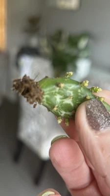 £5 • Buy Rooted Cactus Cutting