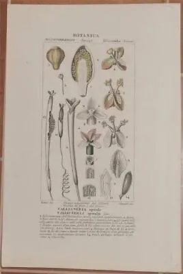 Turpin Botany Vallisneria Spiral Spiral Straight Vallisneria Botany 1831 • £10.28