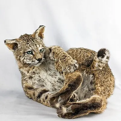 BR87  Bobcat Collectible Specimen Display Taxidermy Oddities Curiosities • $549.99