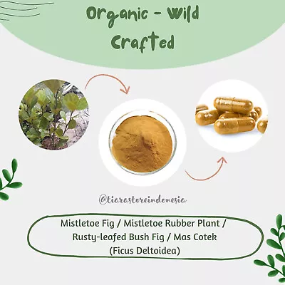 Powder & Capsules Mistletoe Fig Cotek Ficus Deltoidea Organic WildCrafted Fresh • $134.99