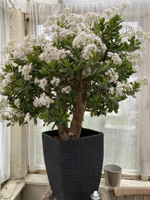 £100 • Buy Large Jade Plant