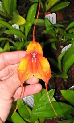 Dracuvallia Lucifer Hard To Find Uncommon Orchid Hybrid! • $26.99