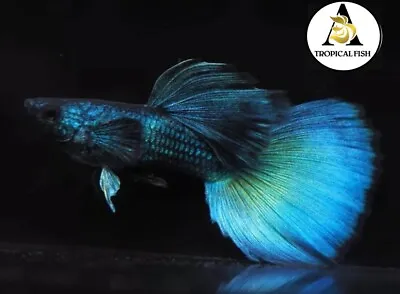 1 Male - Live Aquarium Guppy Fish High Quality - Green Moscow Fancy VIP • $14.95