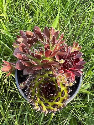 1 Pot Sempervivum Hens &Chicks Hardy Evergreen Succulent Plant In 9cm Pot. • £4.30