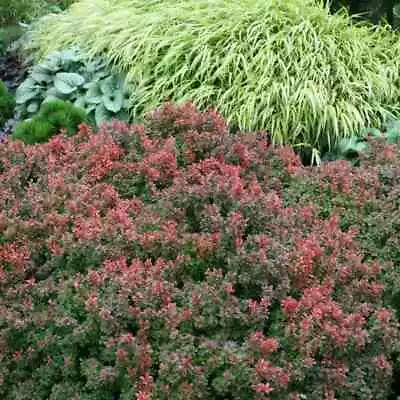 Barberry Shrub Plant Live Admiration Red Foliage With Yellow Margin In 2.5 Q Pot • $119.95