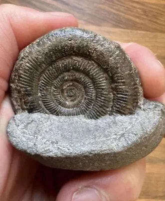 Dactylioceras Ammonite Fossil From The Yorkshire Jurassic Coast Dac Fossils • $15.53
