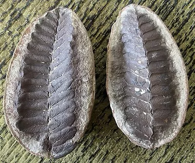 Fantastic Museum-Quality Original Mazon Creek Fern Fossil Concretion Grundy Co. • $200