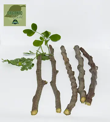 5 Moringa Cuttings Organic -from Florida • $23.99
