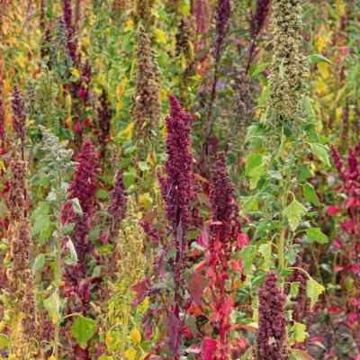 $4 • Buy Tri-Colour Quinoa 100g, Organic Super Food Grain, Vegan Gluten Free