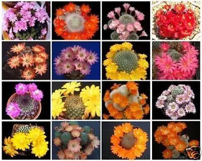 Rebutia Variety MIX Exotic Flowering Color Cacti Rare Cactus Aloe Seed 50 SEEDS • $8.99