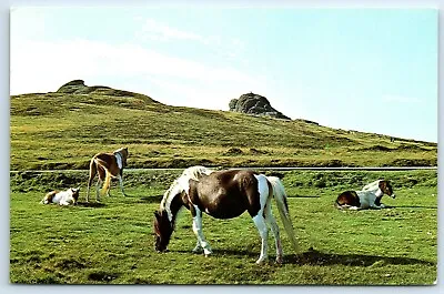 Postcard Dartmoor Ponies Haytor Devon England • £2