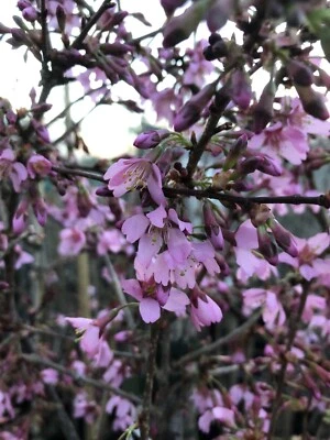 Prunus Okame 4.5L Top Worked 100-120cm Plant Flowering Cherry Tree (p&p Incl) • £39.99
