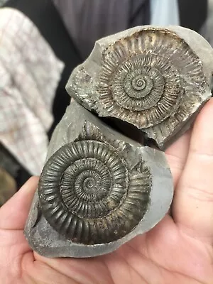 Dactylioceras Sp Ammonite Pos Neg Whitby Yorkshire Uk Dinosaur Fossil • $18.64