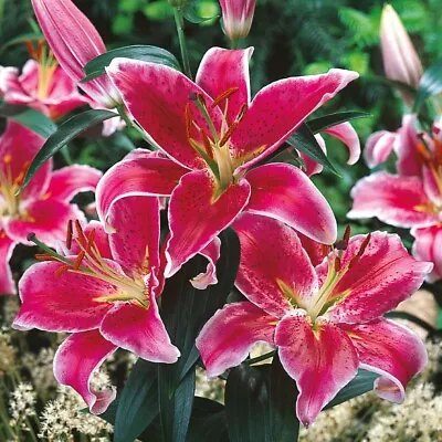 Stargazer LILY LARGE BULBS SUMMER FLOWERING LILIES X 5 Bulbs • £10.95