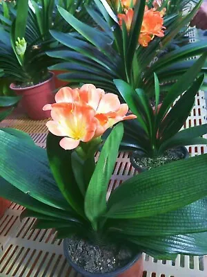 Clivia Miniata Bush Lily Orange Flowers Ready To Plant Live Evergreen Rare • $14.99