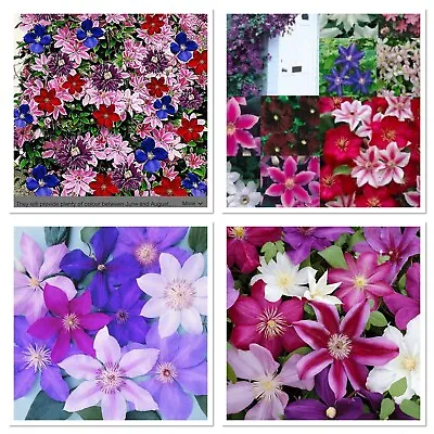 £1.99 • Buy Clematis Climber. Fresh Seeds. Massive Variety Of Flower Colour! Hardy!