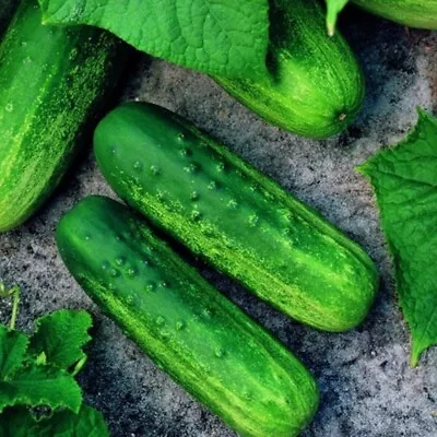 Pioneer F1 Cucumber Seeds | NON-GMO | Heirloom | Fresh Garden Seeds • $160