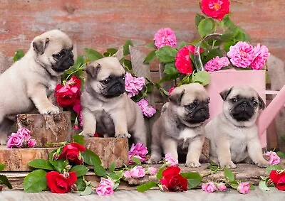 £3.99 • Buy A4| Pug Puppies Poster Size A4 Dog Puppy Flowers Roses Cute Poster Gift #15947
