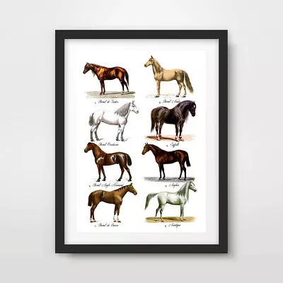 VINTAGE HORSE BREEDS PICTURE CHART EQUESTRIAN ART PRINT Poster Decor Wall Animal • £14.99