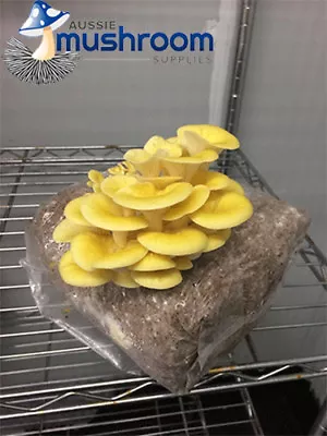 Aussie Mushrooms Ready To Grow Mushroom Kit -  Yellow Oyster • $36.95