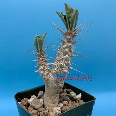 Pachypodium Saundersii (833) Live Rare Rooted Succulent • $14.50