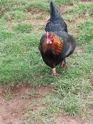6 Exhibition Quality French Copper Black Marans LF Hatching Eggs  A&J Poultry • £19.99
