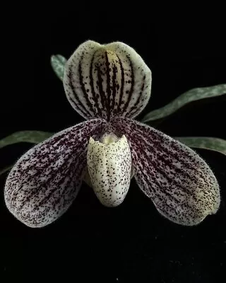 Species Orchid - Paphiopedilum Myanmaricum • $49