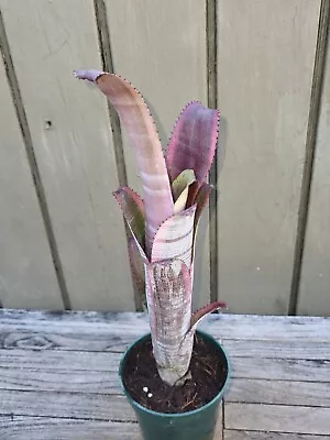 Billbergia Vittata Albo Marginata Rare Variegated  Exotic Bromeliad • $15.99