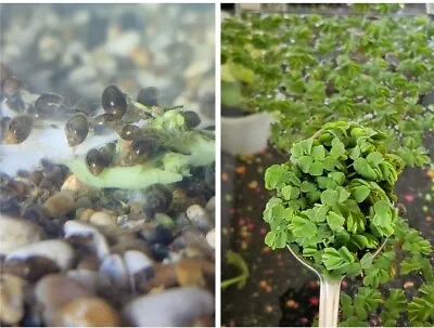 £5.20 • Buy 10+ Bladder Snails 🐌 , Salvinia Oxygenating & Snail Food Algae Clean Up Pond 