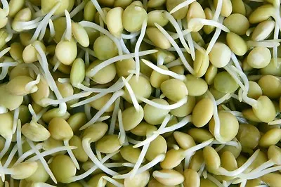 £1.29 • Buy Organic Sprouting Seeds Green Lentil  40gm