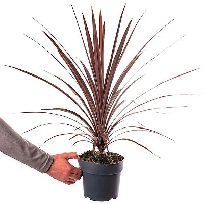 Cordyline Australis Red Star - Cabbage Palm Evergreen Garden Palm Tree 2L Potted • £18.99
