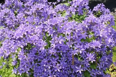 Campanula Lactiflora Blue 50 Seeds - Long Bloomerbee FriendlyTall Perennial • £2.99