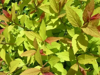 Bright SPIRAEA GOLDFLAME Unusual SHRUB Hardy Pink Flowering Good For BEES 3L • £23.99