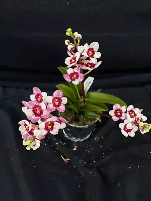 $85 • Buy Select Barrita Orchids Sarcochilus INDP/120