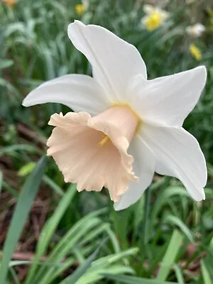 20 Daffodil 'Pastel Gem' Bulbs (Narcissus) Free UK Postage • £16.50