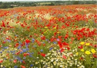 Wild Flower Seeds Meadow Ultimate Bumble Bee Butterfly  53 Wildflowers & Grasses • £2.35