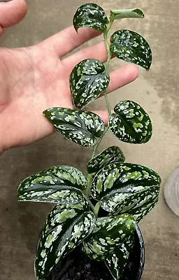 Scindapsus Tricolour Variegated ESTABLISHED Rare (Not Monstera Philodendron) • $50