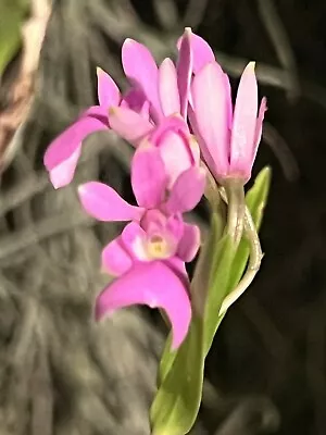 Nice Miniature Orchid From Central America- Epidendrum Centradenia • $35