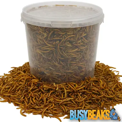 BusyBeaks Dried Mealworms - High Quality Wild Bird Food Treats For Garden Birds • £23.99