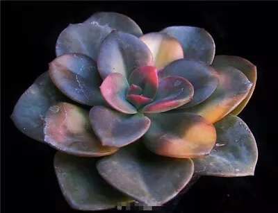  Echeveria Chroma #Cutting 5cm Diameter 🏵️limit One Buy Succulent • $3