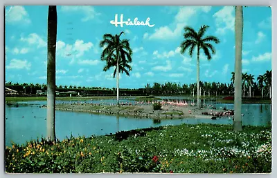 Miami Florida - Flamingo Island At South End Of Infield Lake - Vintage Postcard • $4.67