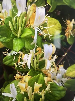 £26.20 • Buy Large Plant Sensation Honeysuckle Vine - 3 Lite Pot - Creeping Evergreen