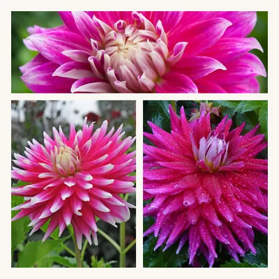 Dahlia Semi Cactus AC Dark Horse X 3 Tubers Purple And Pink White Flowers • £12.95