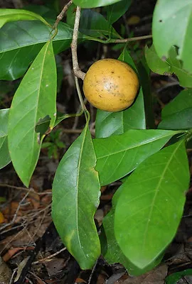 Yellow Mangosteen – Atractocarpus Fitzalanii - Rainforest Bush Tucker • $9.95