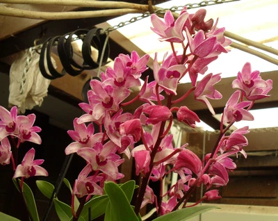 $10.50 • Buy Orchid -Dendrobium Tyabb 'Rosy Cheeks' X Australian Bride 'Kim'